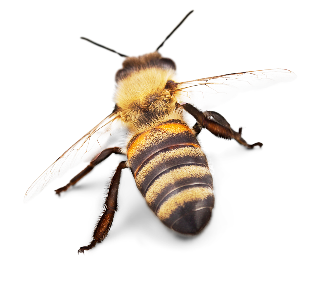 Bienengiftallergie, Wespengiftallergie
